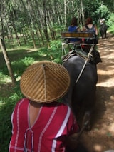 A person wearing a traditional woven hat rides on an elephant through a forested area. Two other individuals are seated on another elephant, visible ahead on a dirt path surrounded by tall trees and greenery.