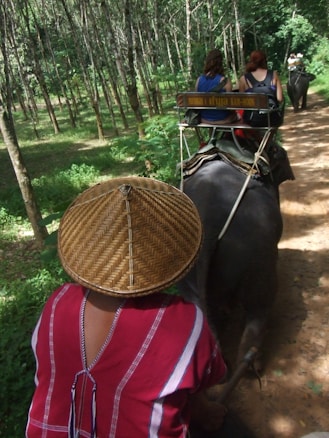 A person wearing a traditional woven hat rides on an elephant through a forested area. Two other individuals are seated on another elephant, visible ahead on a dirt path surrounded by tall trees and greenery.