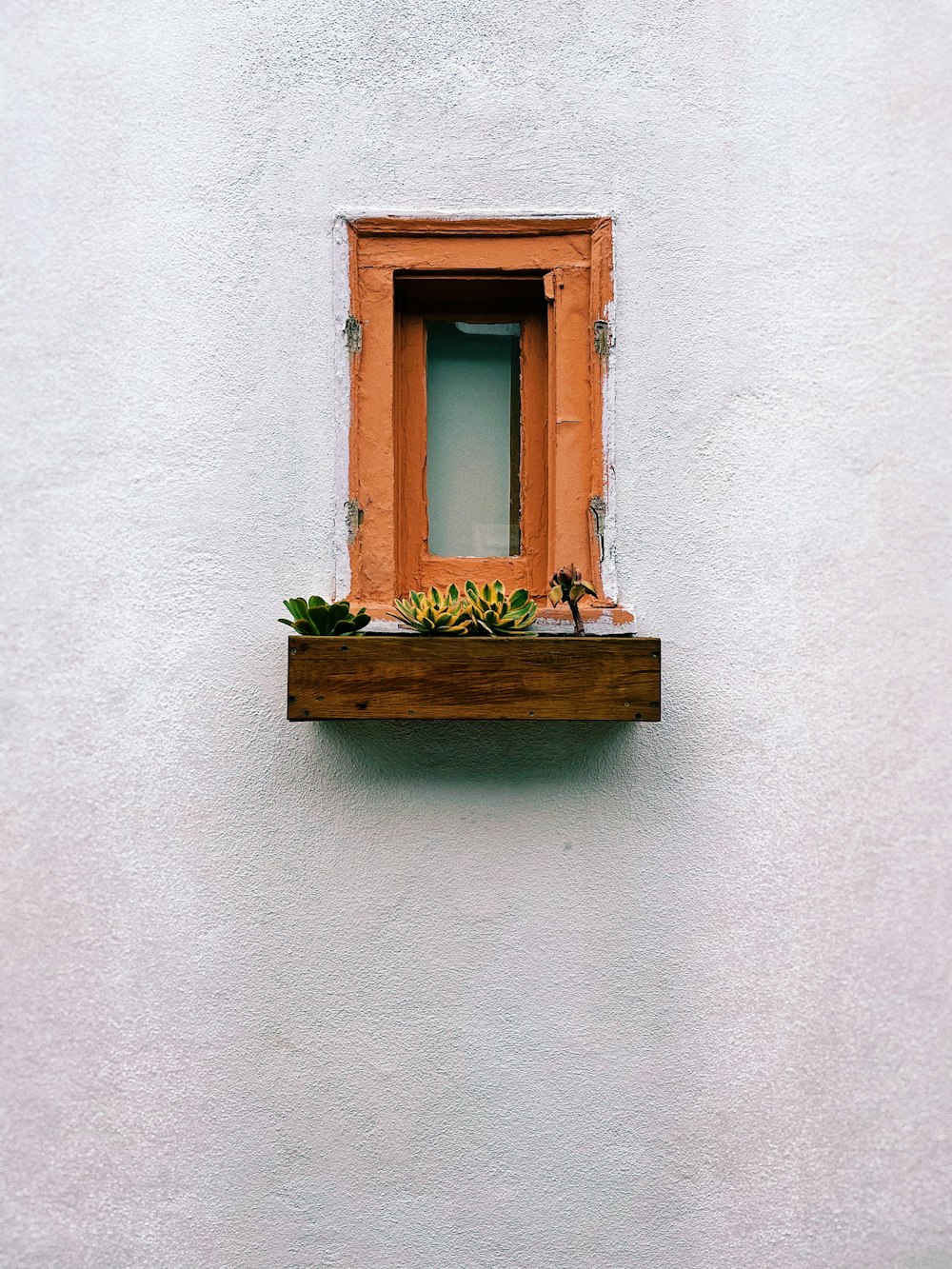 green plant on brown wooden window