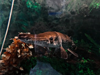 A fish with a long snout and patterned body swims in a dimly lit aquarium. There are aquatic plants in the background with hues of green and brown.