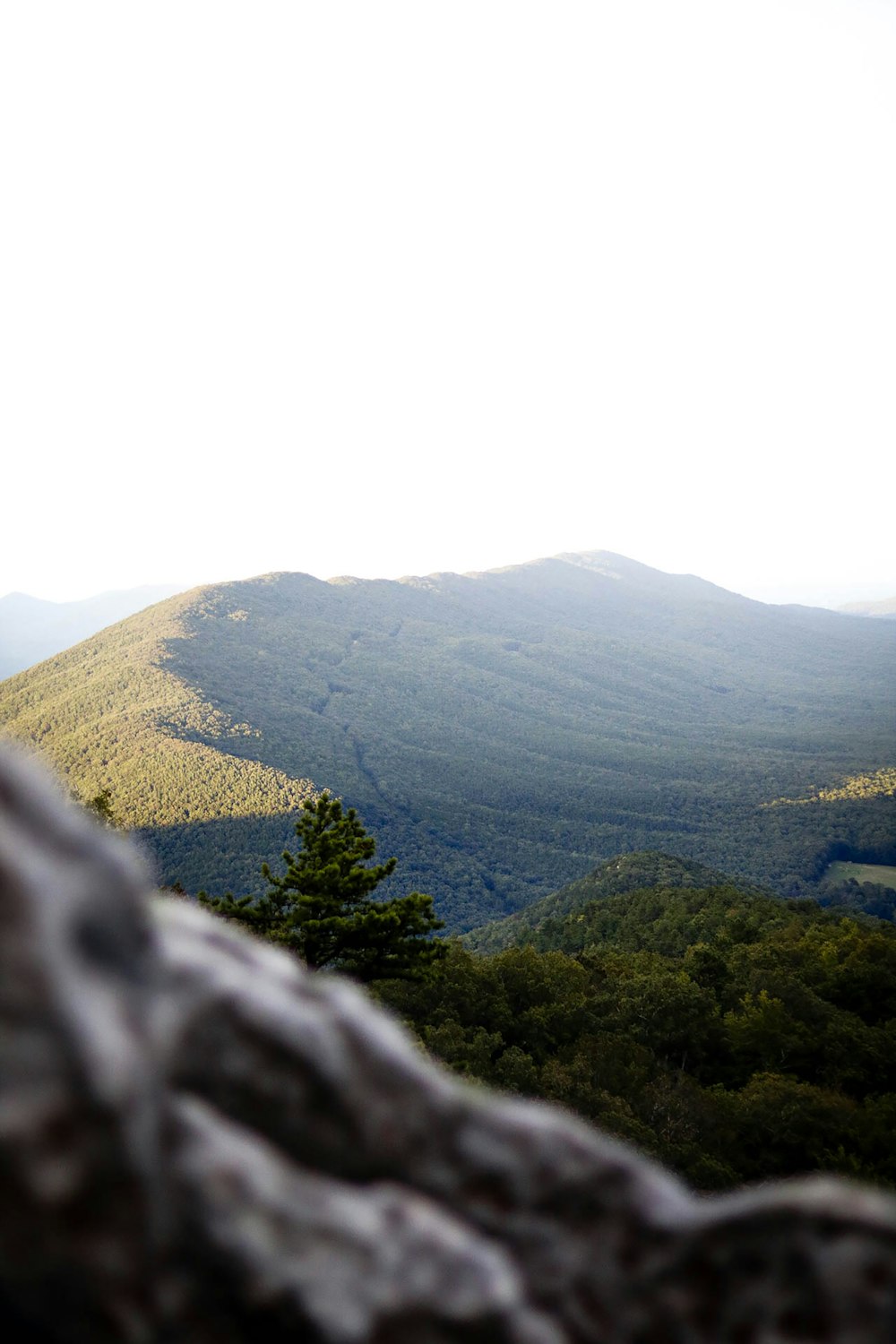 green trees on mountain during daytime