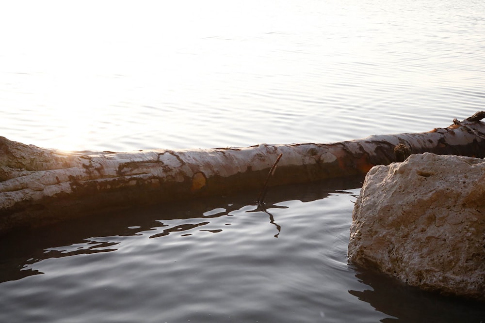 brown wood log on water