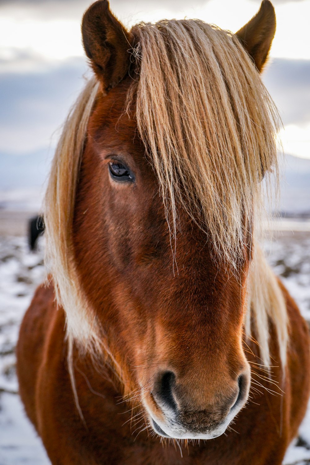 brown horse on snow covered ground during daytime