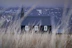 A solitary black church with white-framed windows stands against a backdrop of snow-capped mountains. Tall dry grass in the foreground adds texture and depth to the scene, creating a calm, isolated atmosphere.