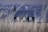 A solitary black church with white-framed windows stands against a backdrop of snow-capped mountains. Tall dry grass in the foreground adds texture and depth to the scene, creating a calm, isolated atmosphere.