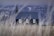 A solitary black church with white-framed windows stands against a backdrop of snow-capped mountains. Tall dry grass in the foreground adds texture and depth to the scene, creating a calm, isolated atmosphere.