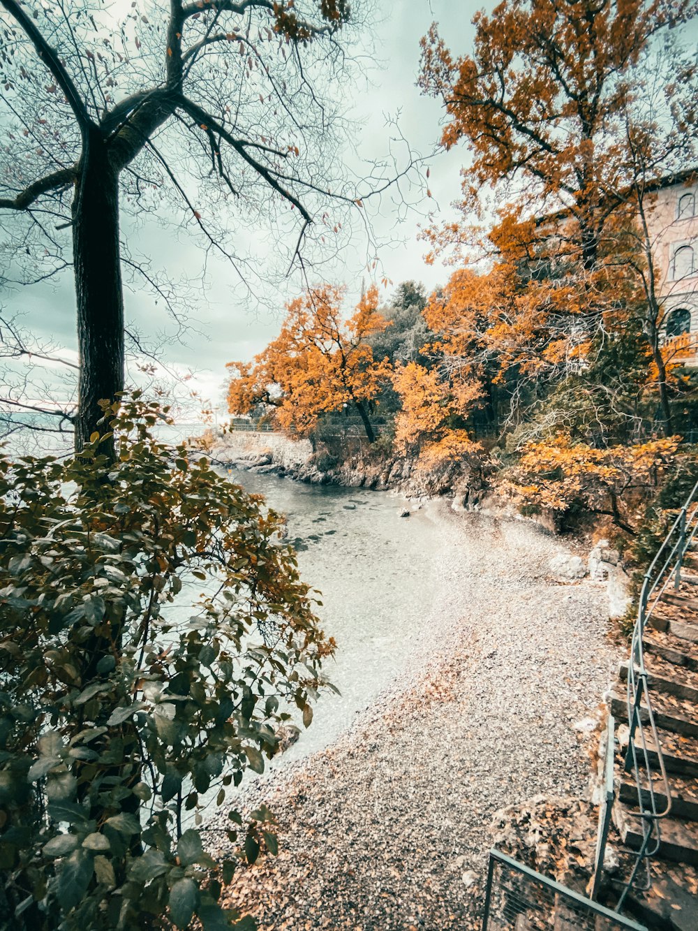 brown trees on gray dirt road during daytime