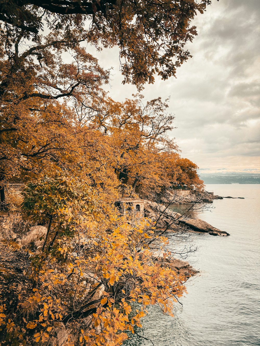 alberi marroni vicino allo specchio d'acqua sotto il cielo nuvoloso durante il giorno