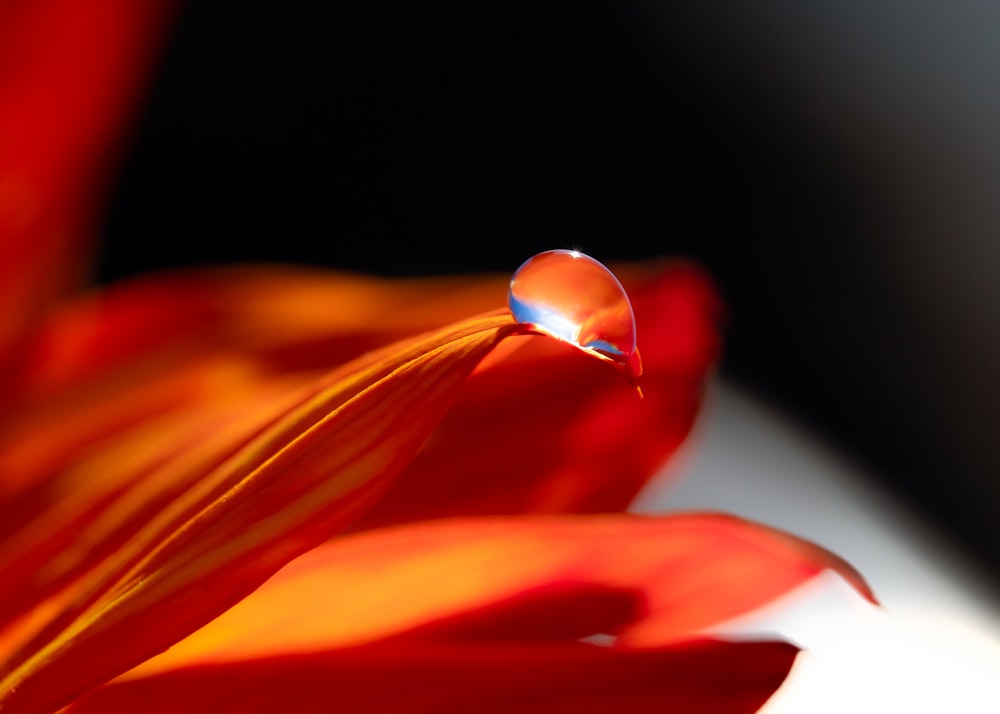 red and white petaled flower