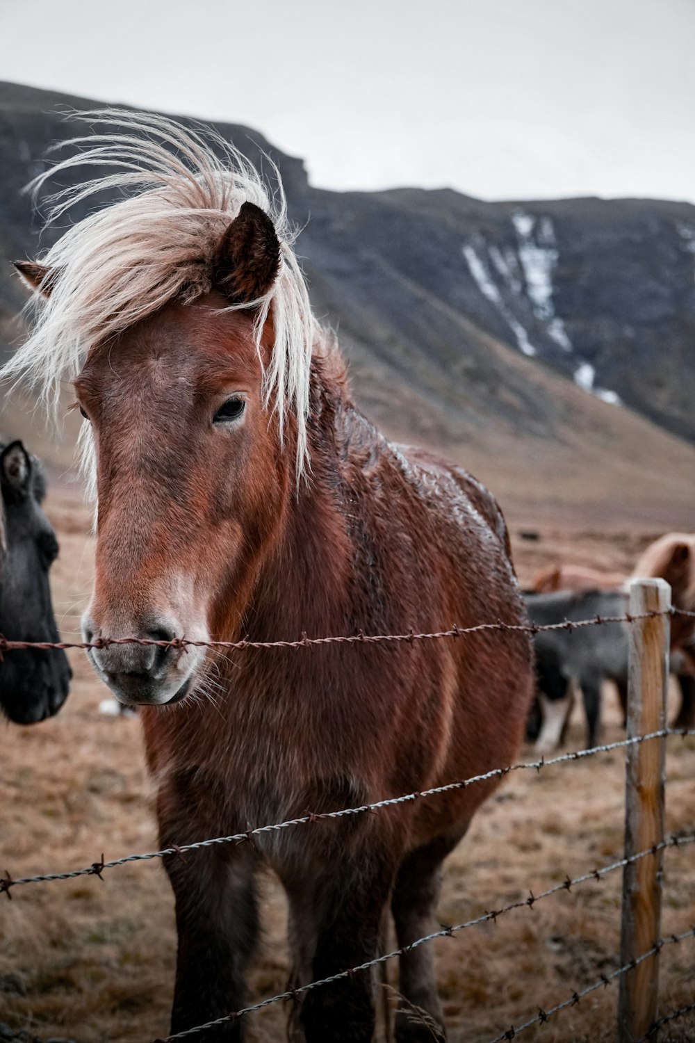 brown horse standing on brown field during daytime