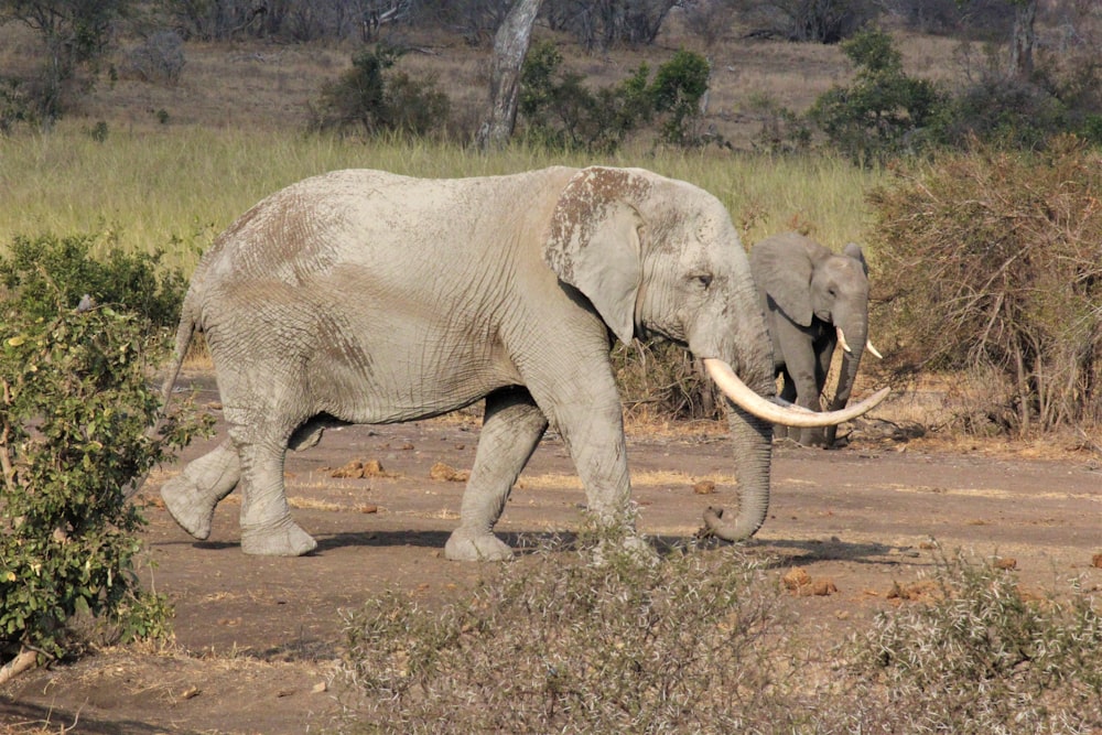 elephant walking on dirt road during daytime