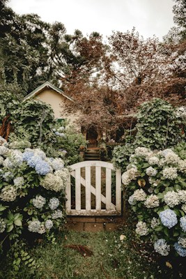 A rustic garden scene with a white wooden gate at the forefront, surrounded by lush hydrangeas in shades of blue and white. The path beyond the gate is paved and leads to a wooden house partially obscured by trees with reddish-brown foliage. The background features a variety of greenery and an overcast sky.