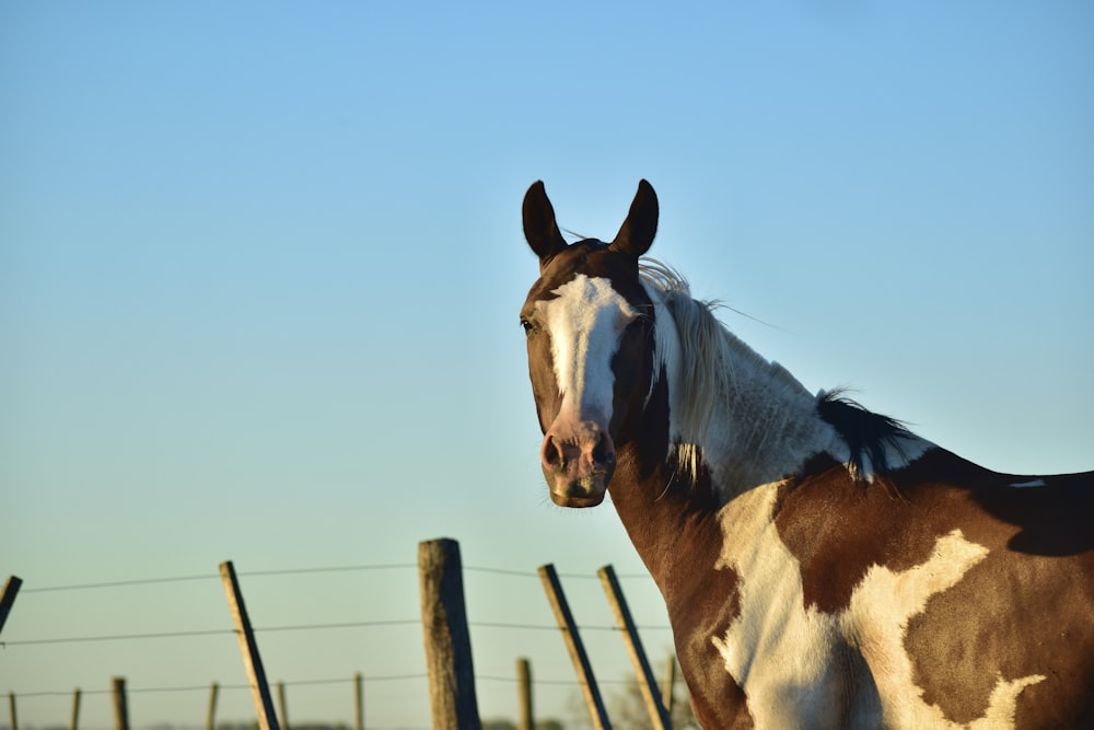 white and brown horse near brown wooden fence during daytime