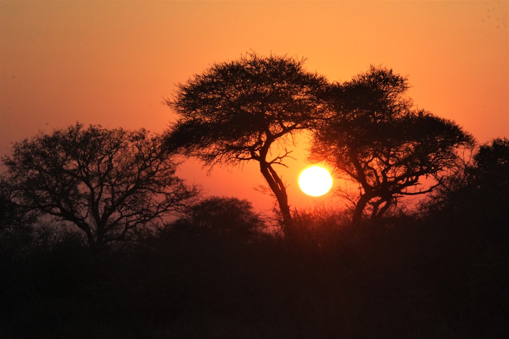 Silueta de árboles durante la puesta del sol