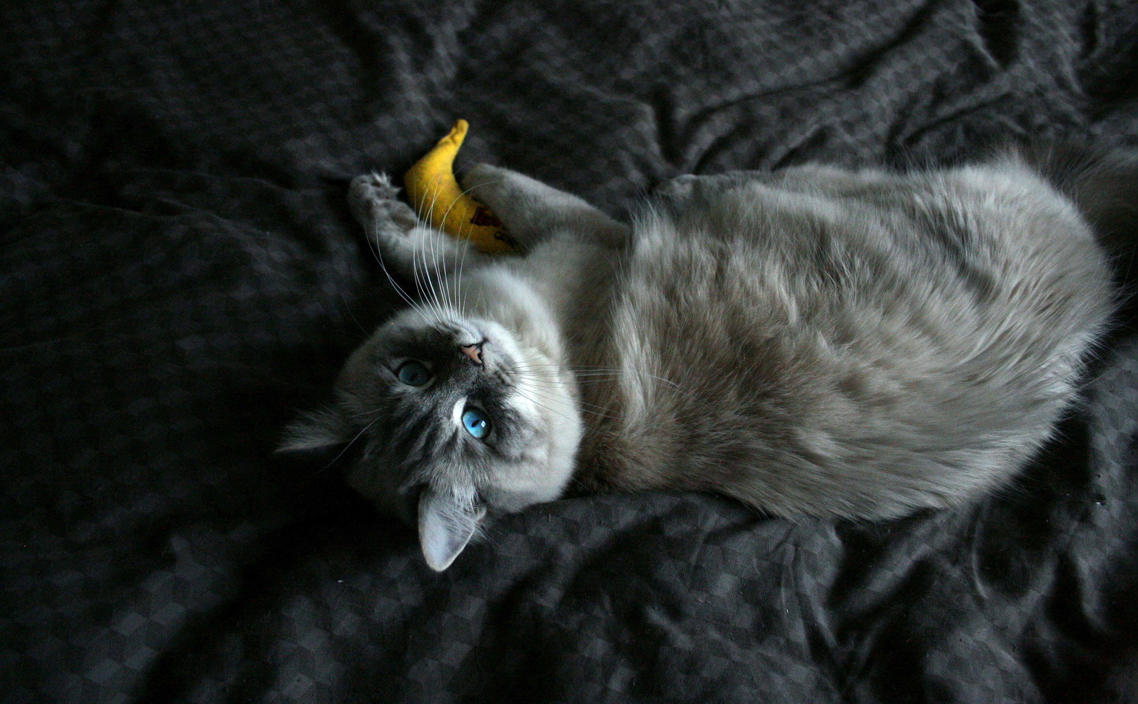 9. Banana: The Unexpected Feline Favorite (image credits: unsplash)