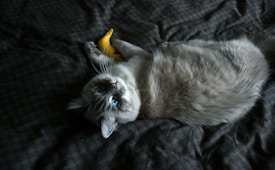 A fluffy gray cat with striking blue eyes lies on a dark textured blanket, holding a small yellow toy. The cat appears to be relaxed and comfortable.