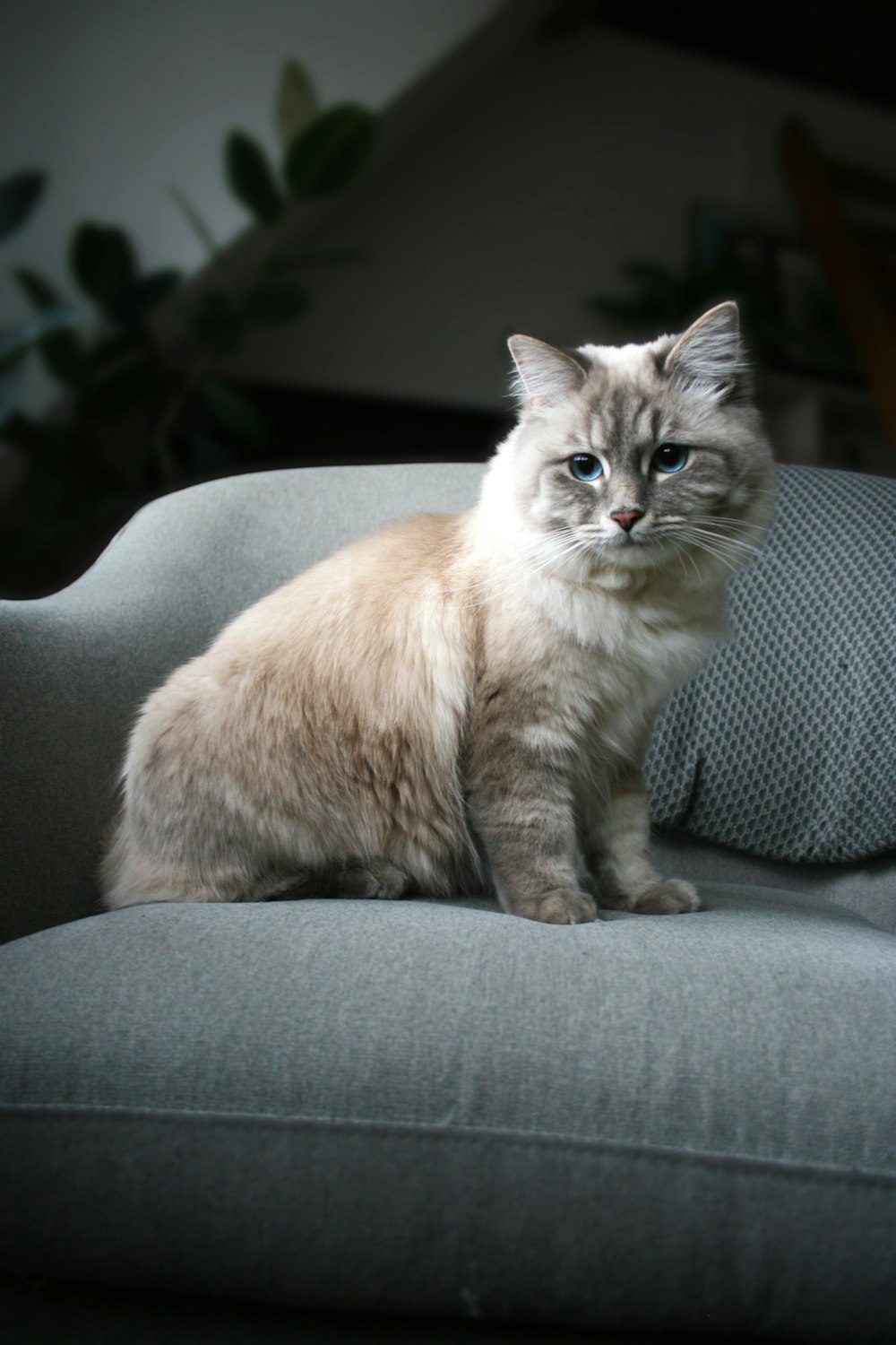 white and gray cat on gray couch