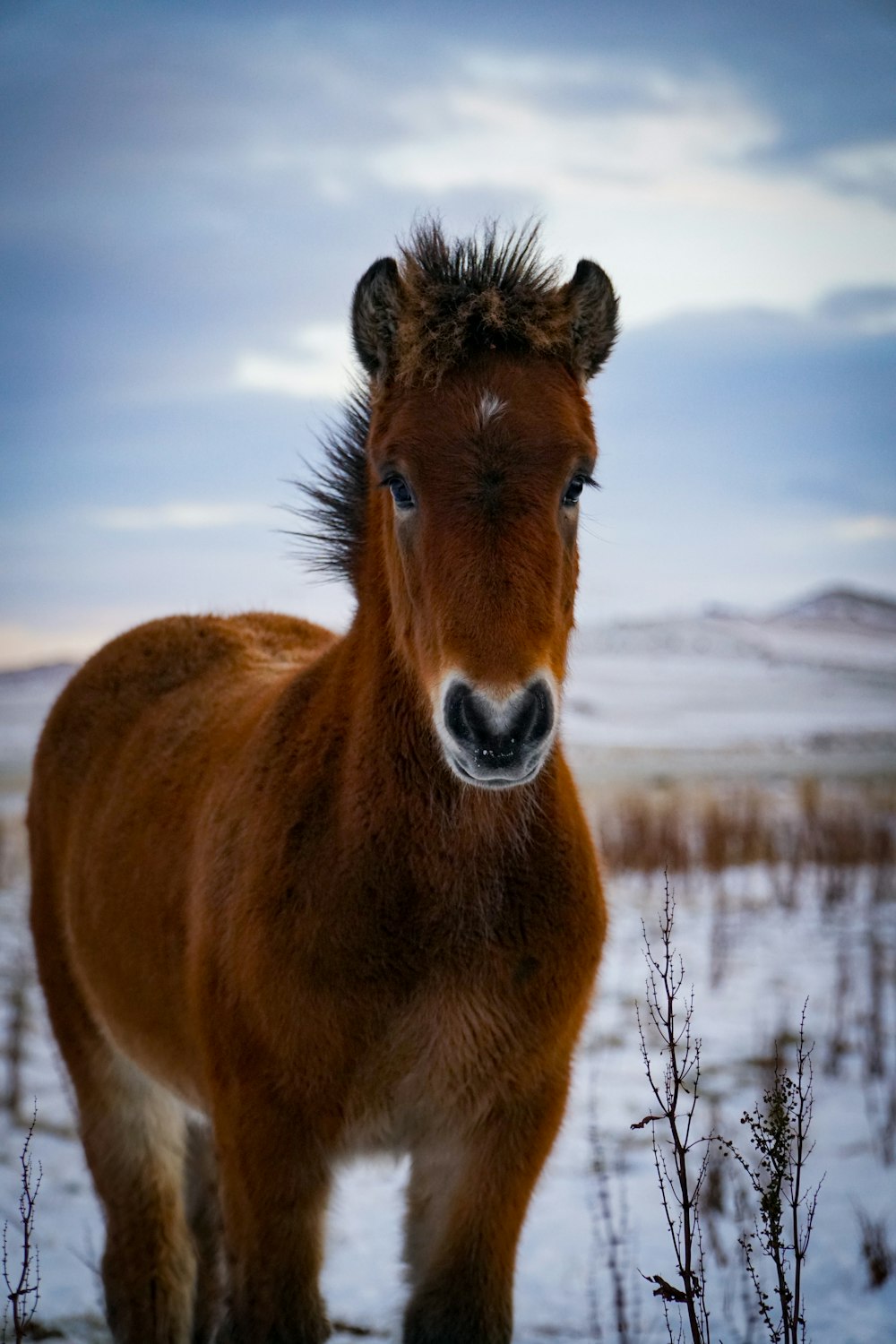 brown horse on green grass field during daytime