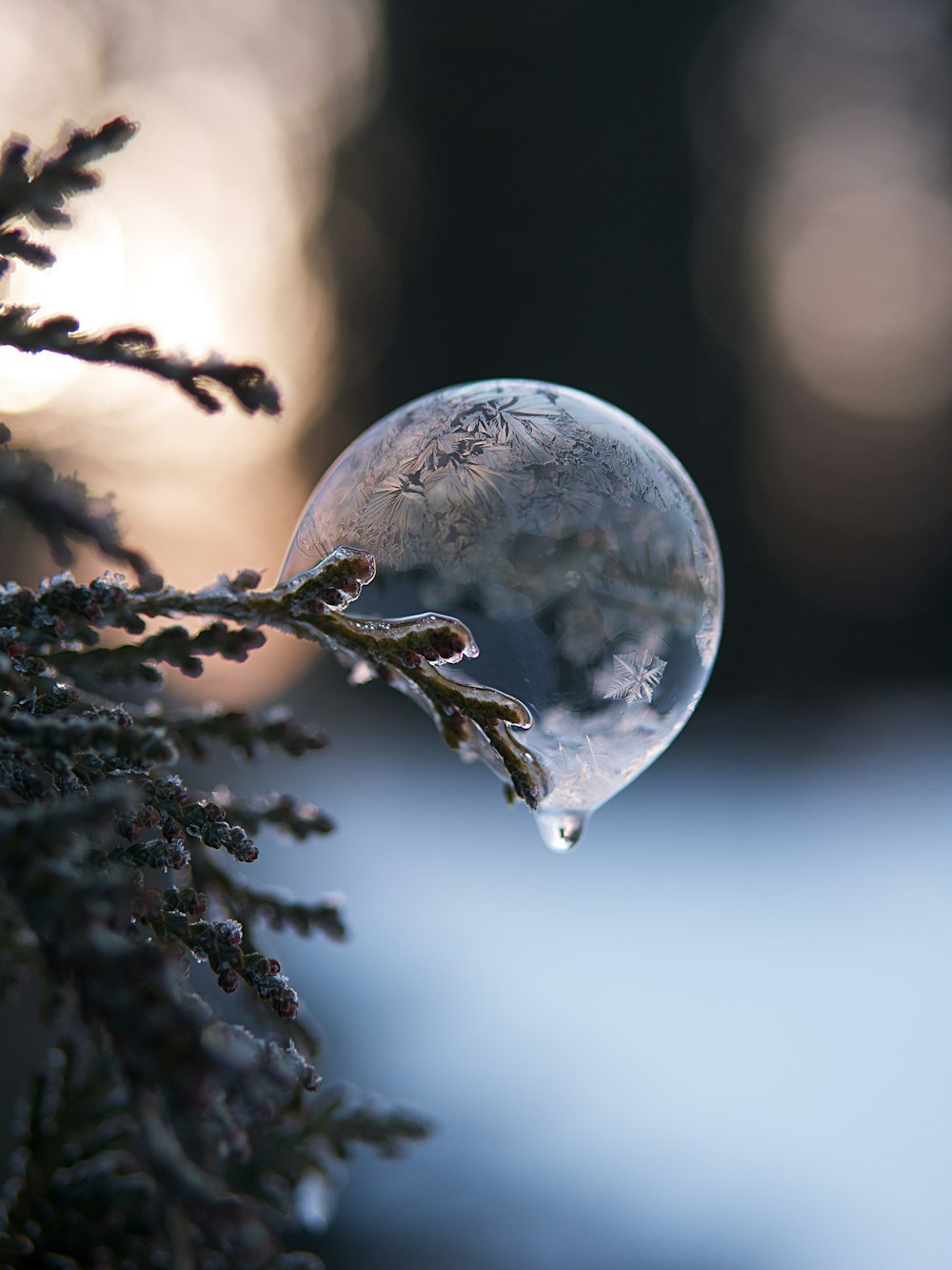 sfera di vetro trasparente su albero verde