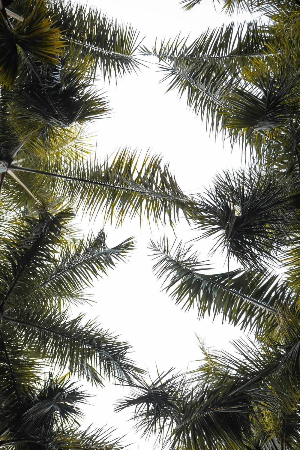 low angle photography of green palm tree during daytime