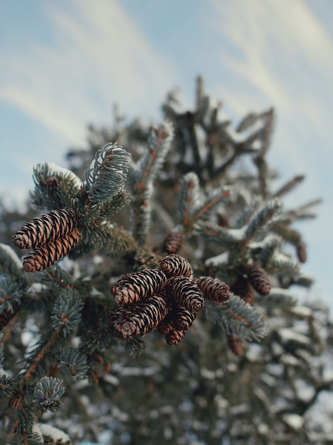 green pine tree during daytime