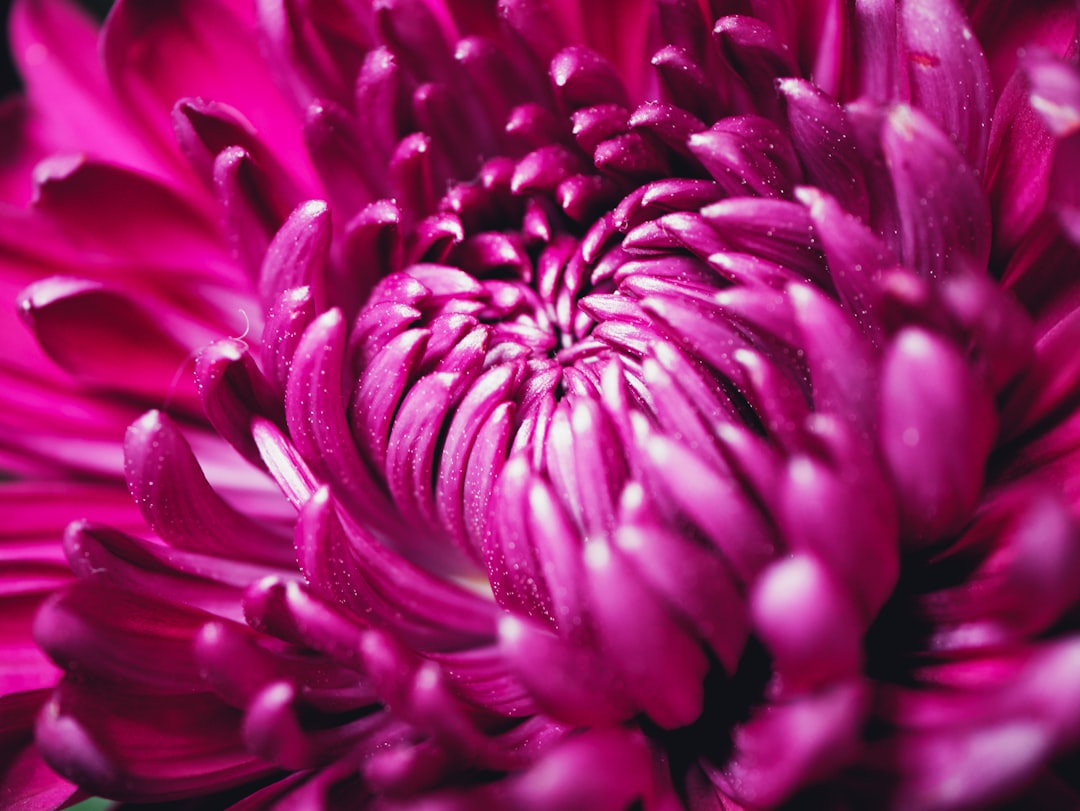 purple flower in macro lens