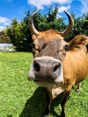 A close-up of a healthy local cow ready for qurban with a lush green background.