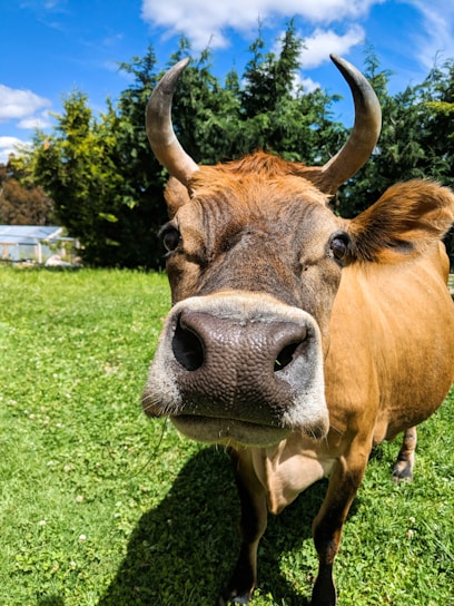 A close-up of a healthy dairy cow grazing in a lush green pasture at Corhaven Farms Inc.