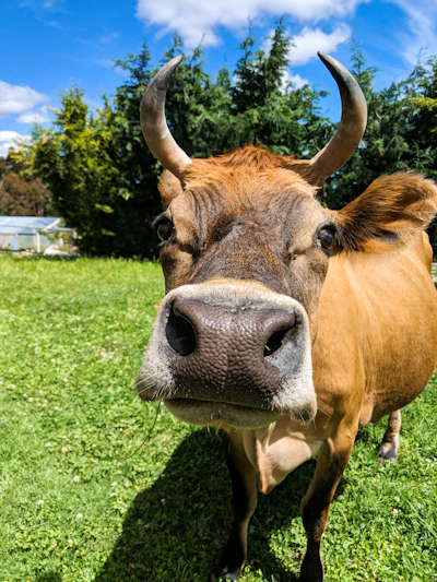A close-up of a peaceful cow in a green pasture, symbolizing animal dignity.