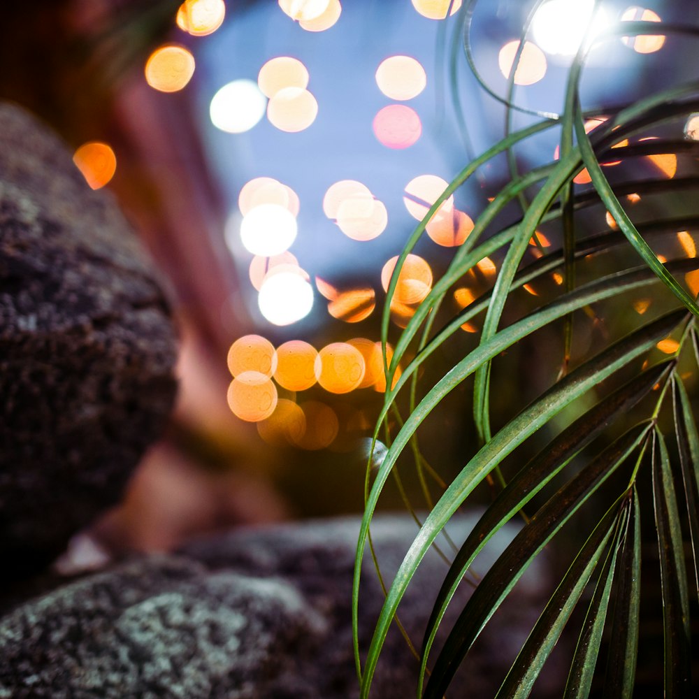 green plant on gray rock