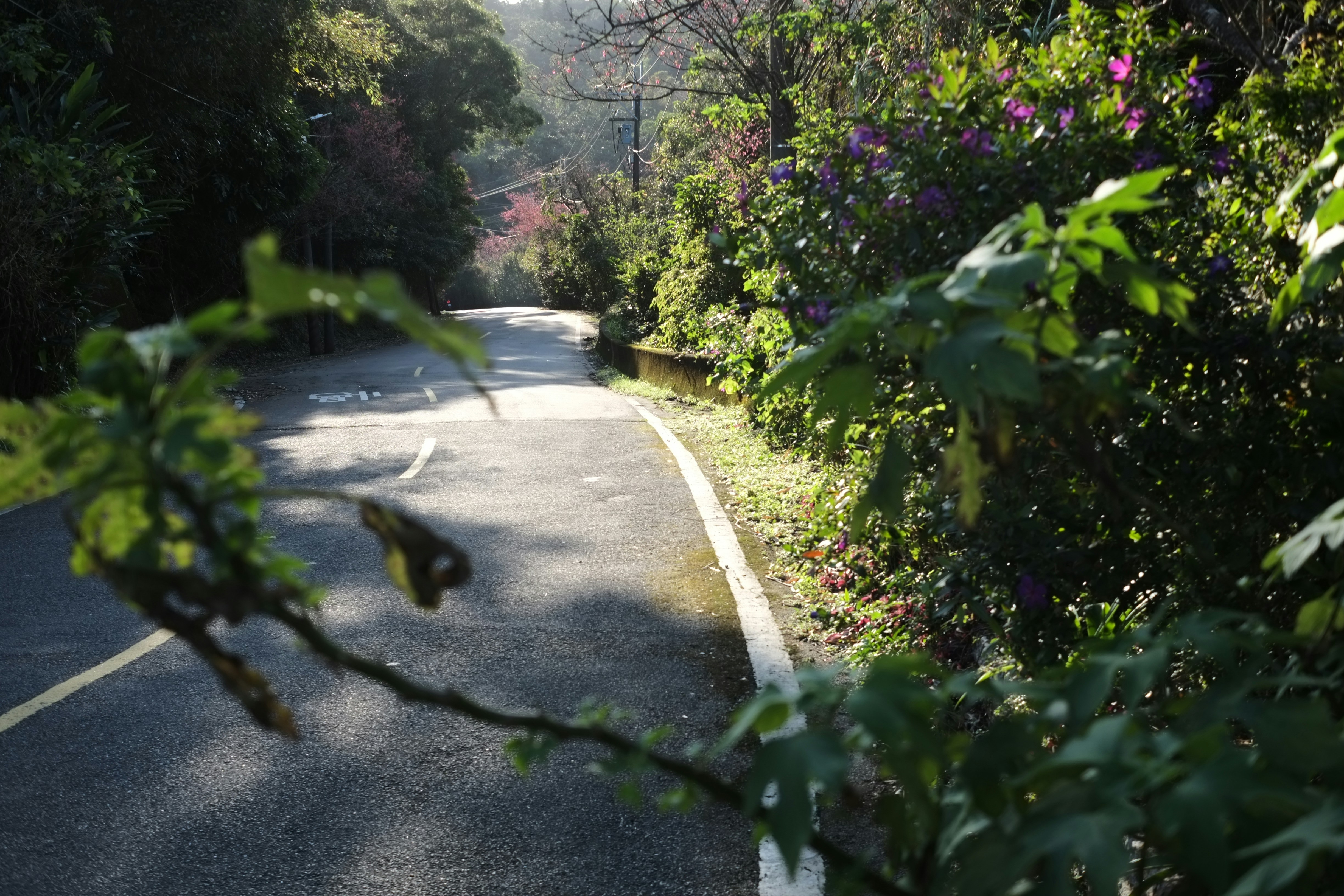 Aménagement routier : les arbres et l'urbanisme ont une importance