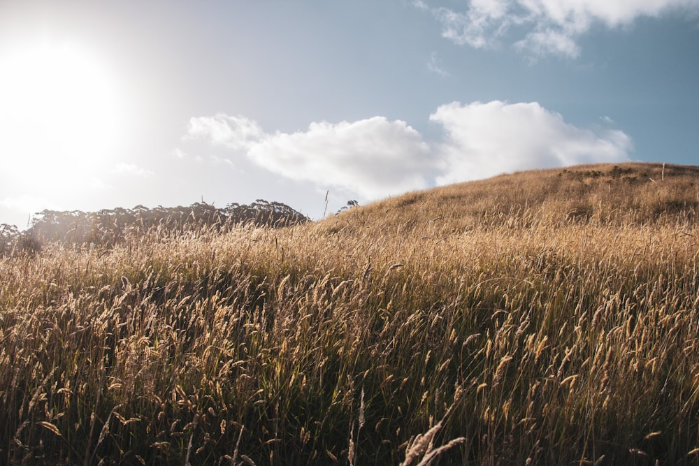 brown grass field under white clouds during daytime