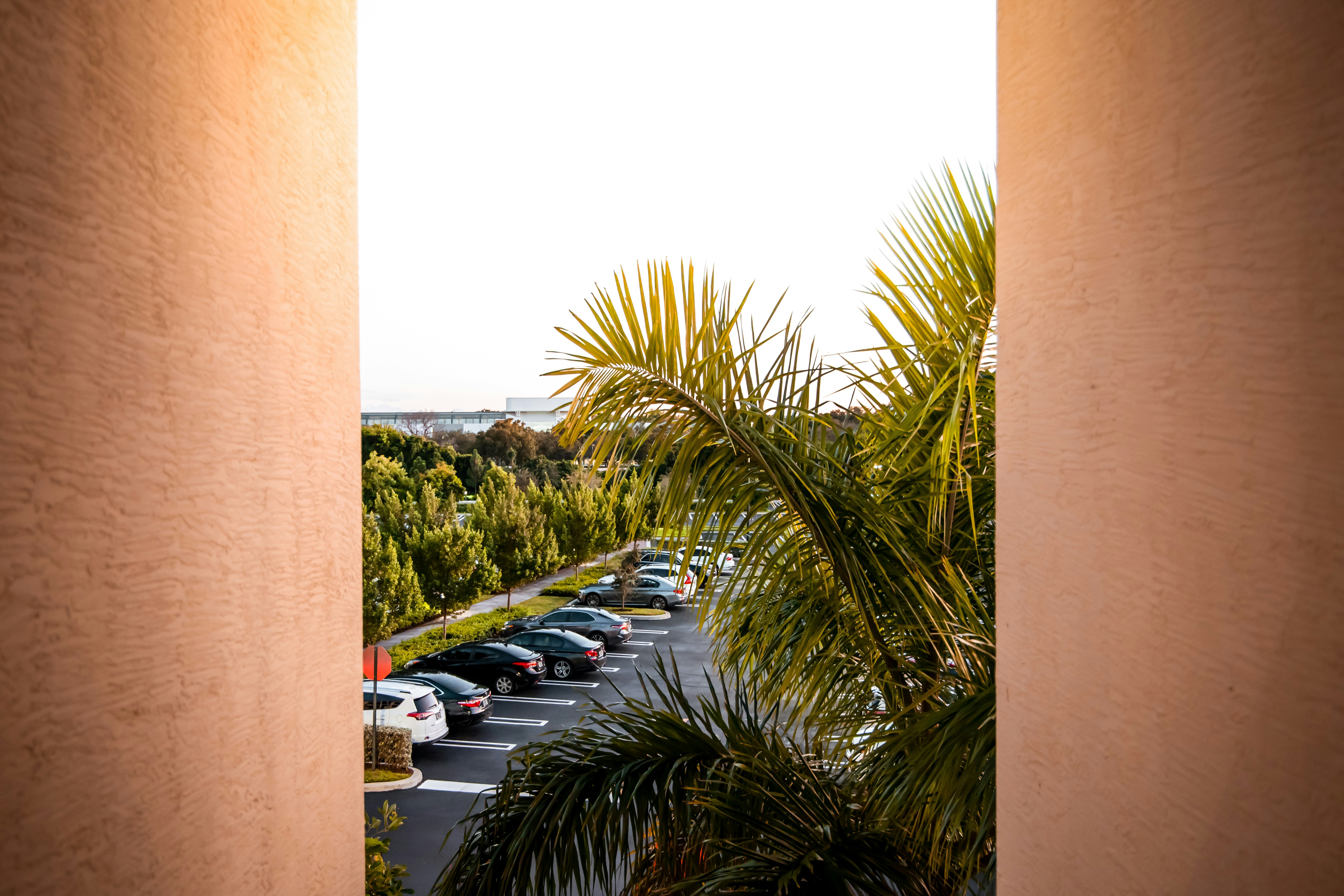Sun coming in between two pink walls and walls and a  palm tree