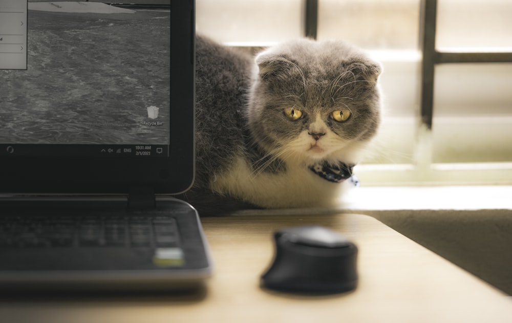 gray and white cat beside black laptop computer