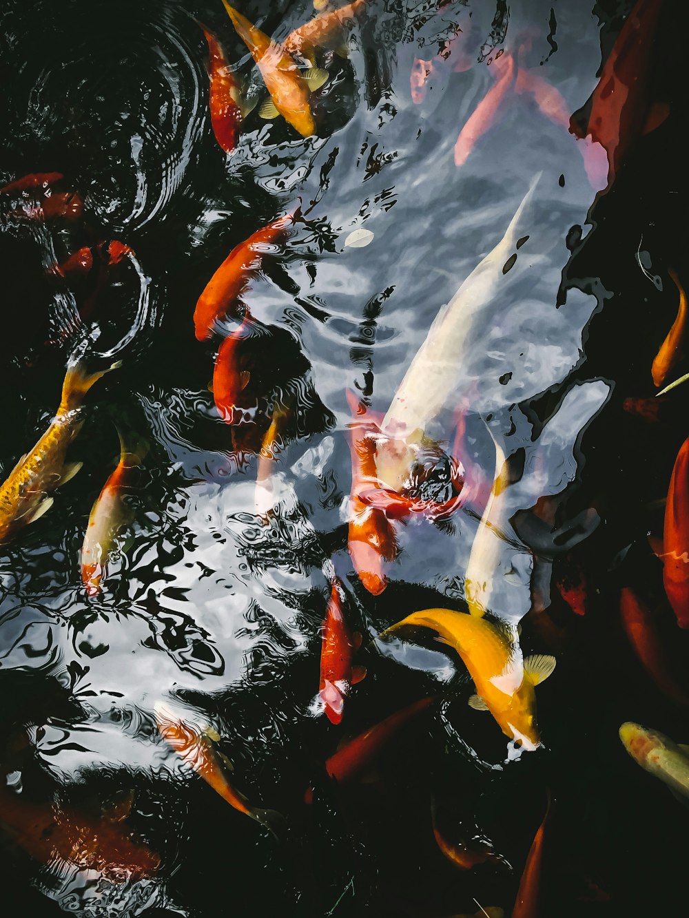 white and orange koi fish