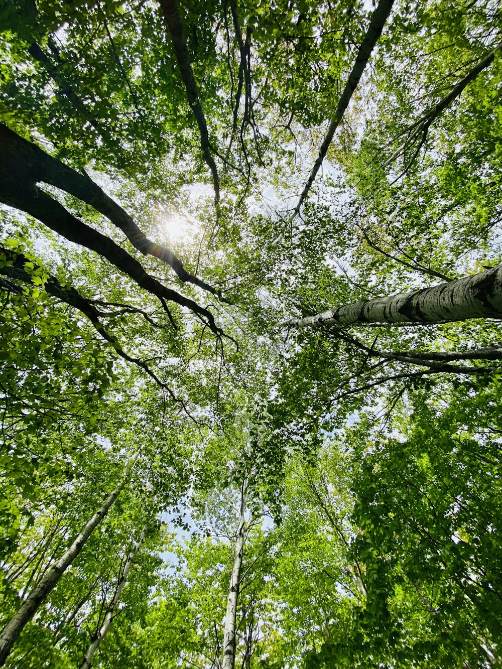 green trees under white sky during daytime