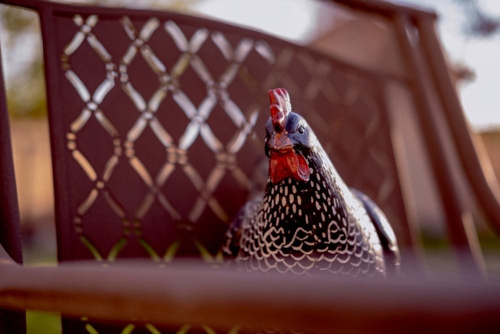 black and white chicken in cage