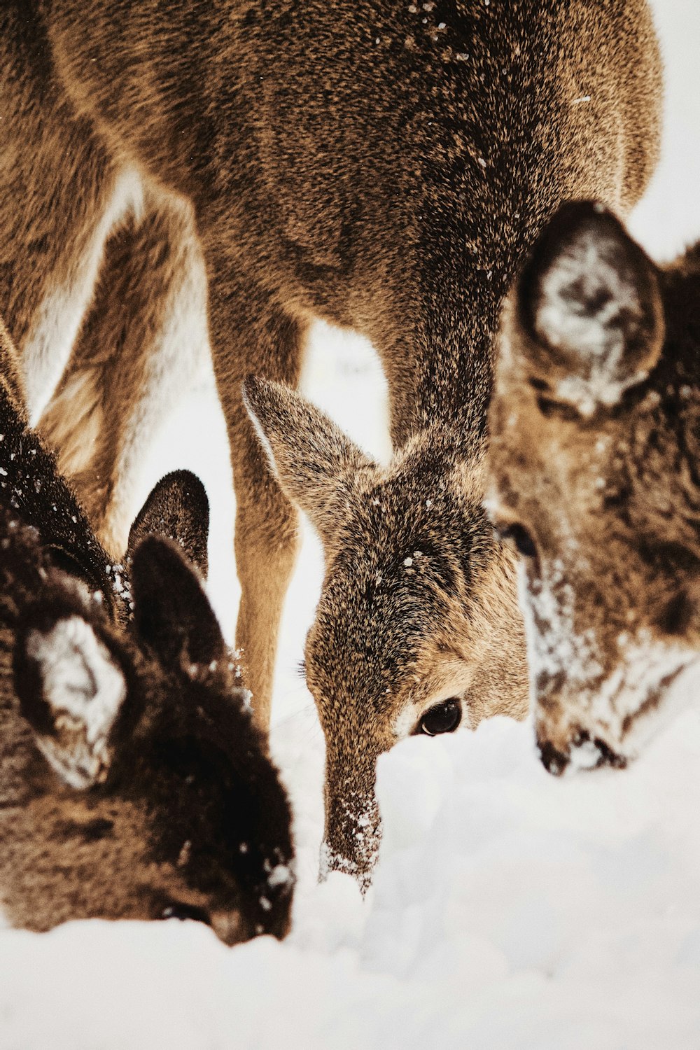 brown deer on snow covered ground during daytime