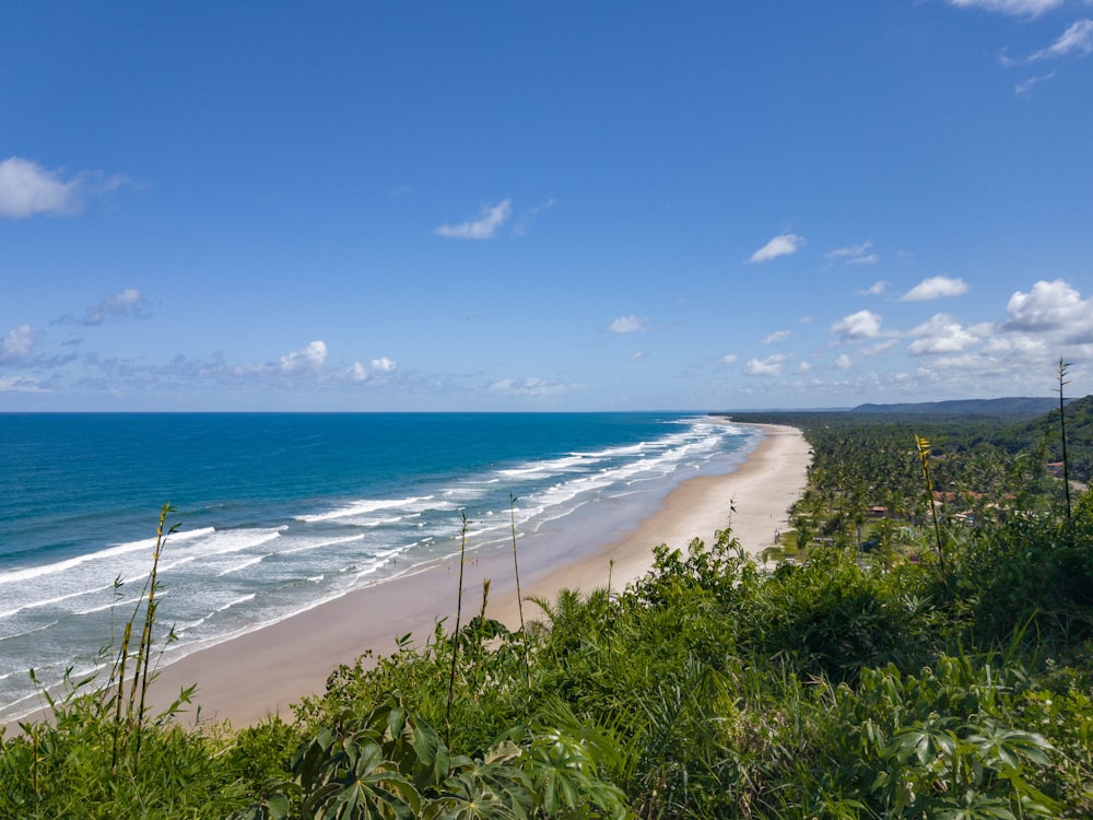 green plants near sea shore during daytime