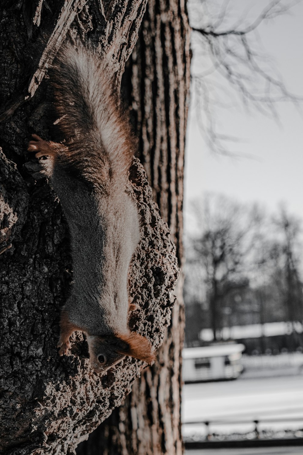 brown squirrel on brown tree trunk during daytime