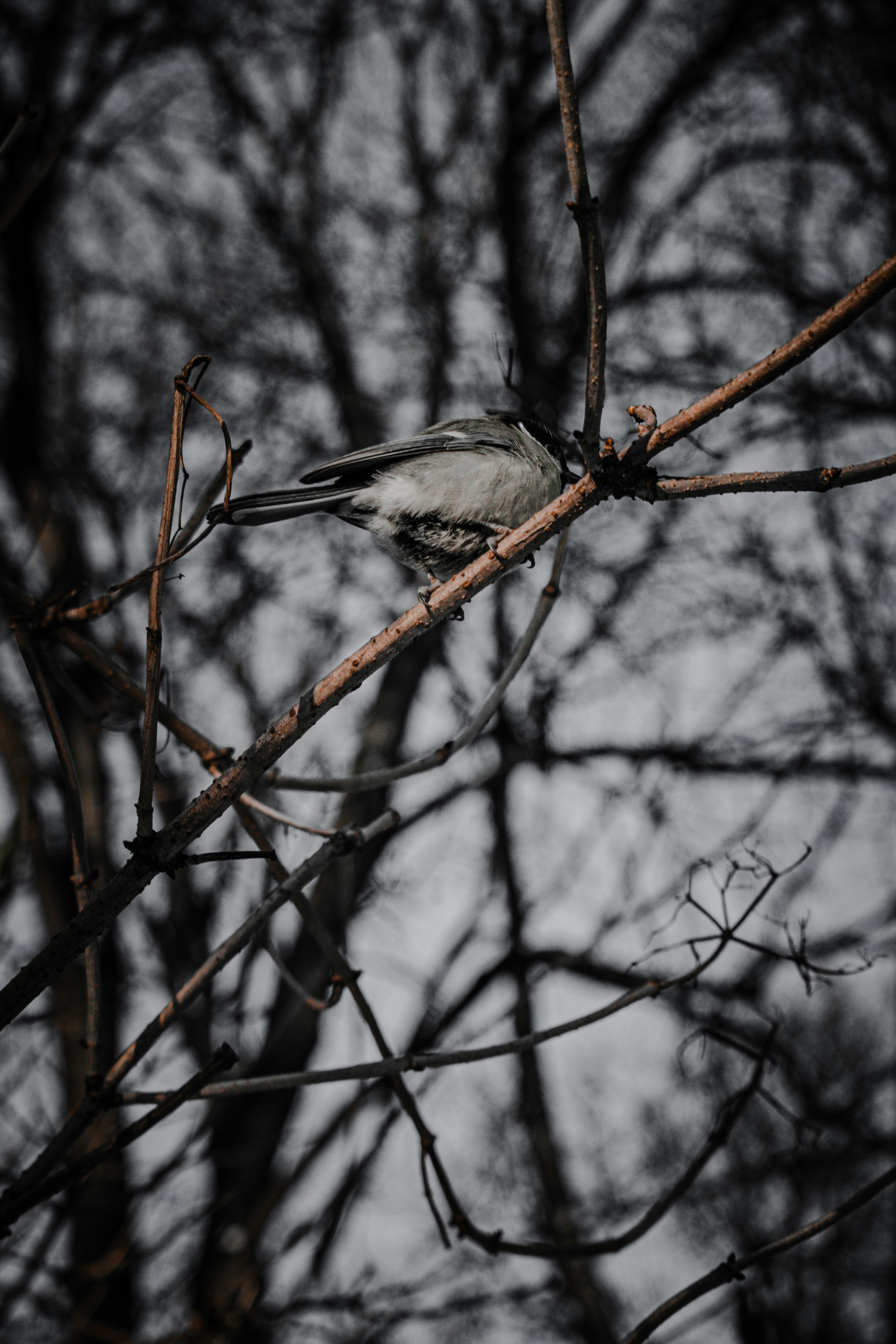 gray and white bird on brown tree branch