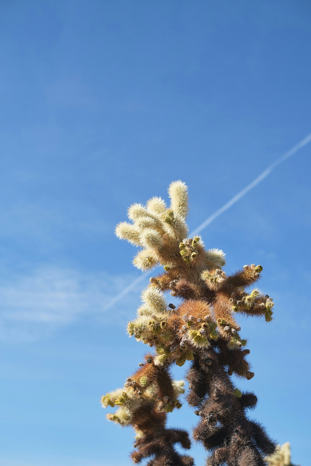 green and yellow tree under blue sky during daytime