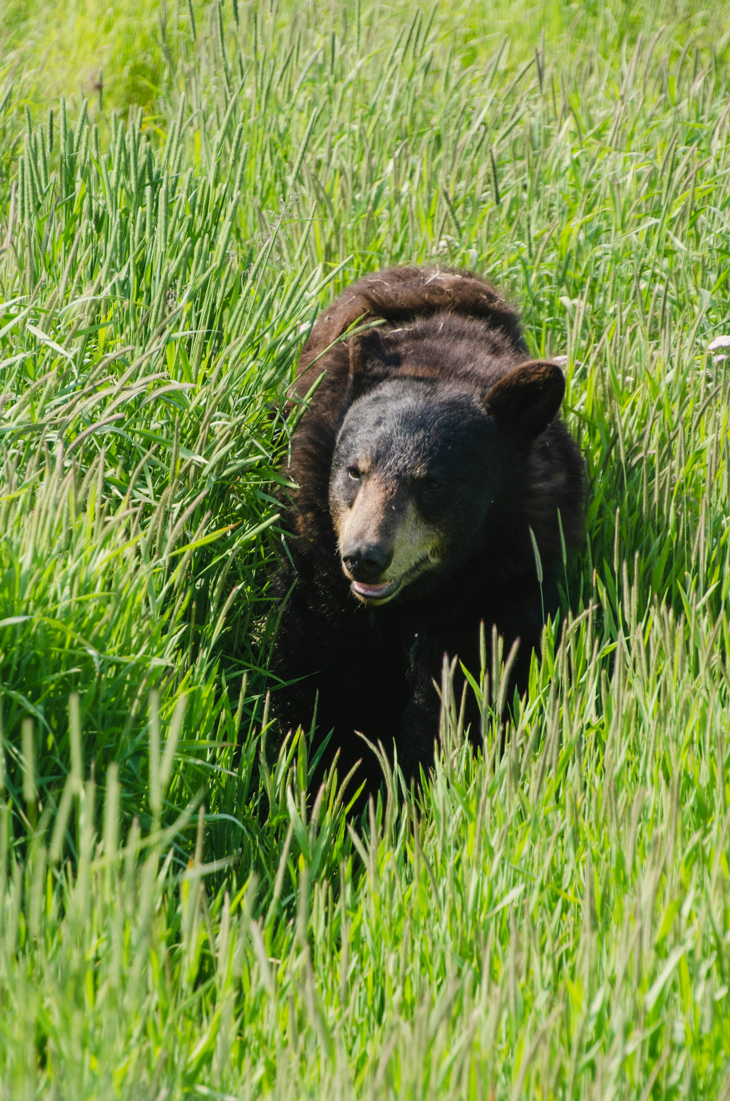 black bear on green grass field during daytime