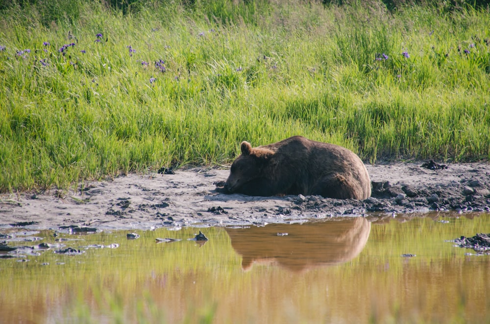 brown bear on water near green grass during daytime