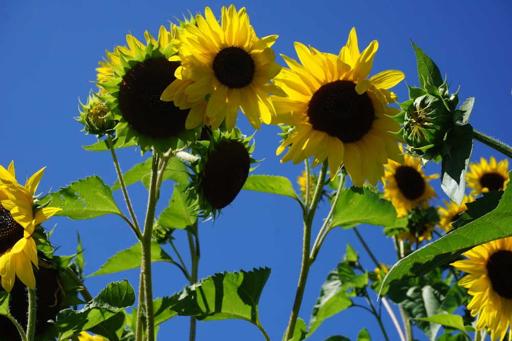 yellow sunflower in close up photography