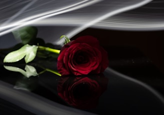 red rose in bloom in close up photography