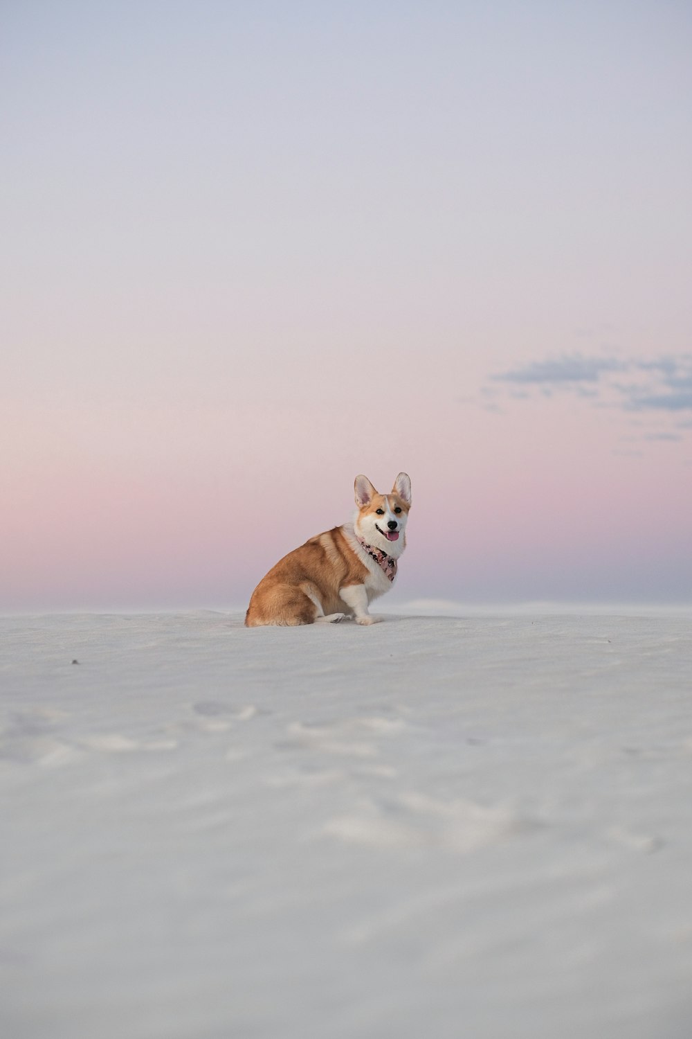 cão marrom e branco no chão coberto de neve durante o dia