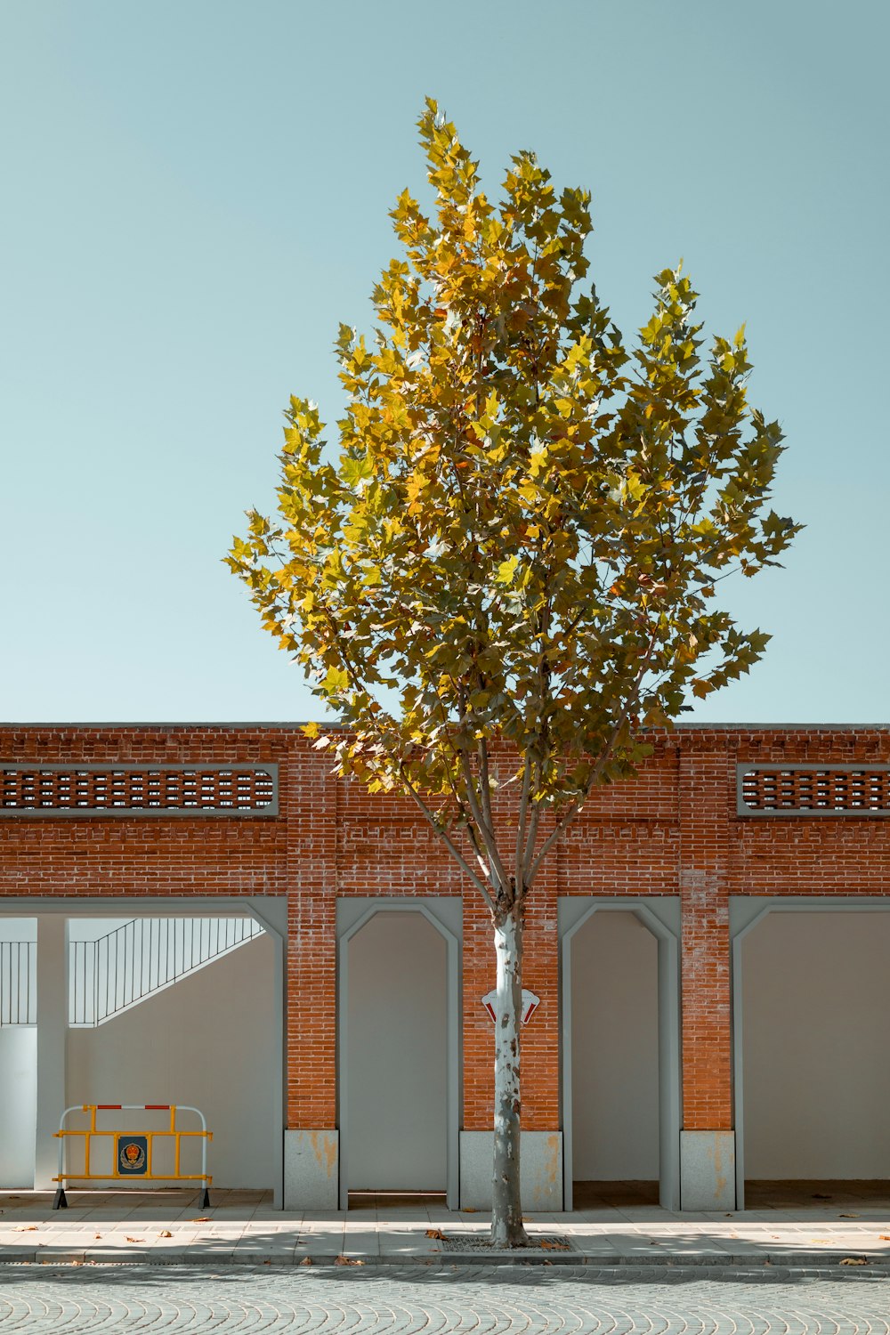 árvore verde na frente do edifício de concreto marrom