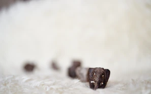 Close-up of a beautifully carved wooden animal figurine with intricate details.