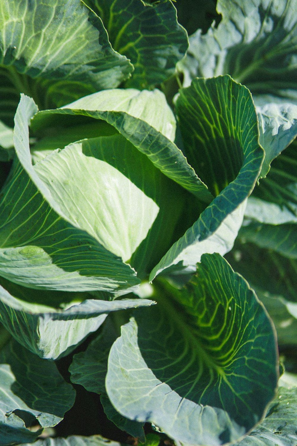 green and white leaf plant